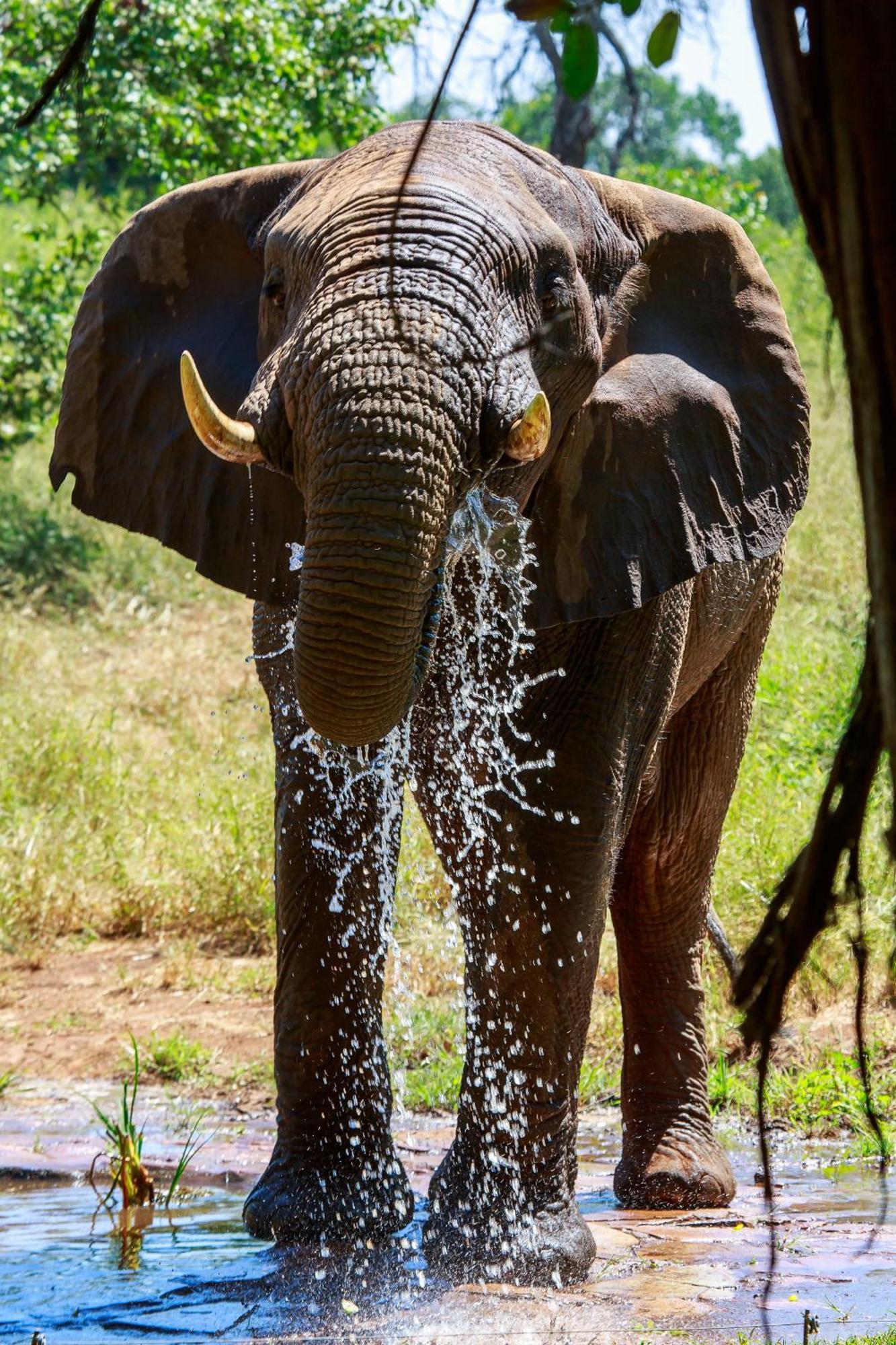 Sable Creek Safari Lodge Tzaneen Eksteriør billede