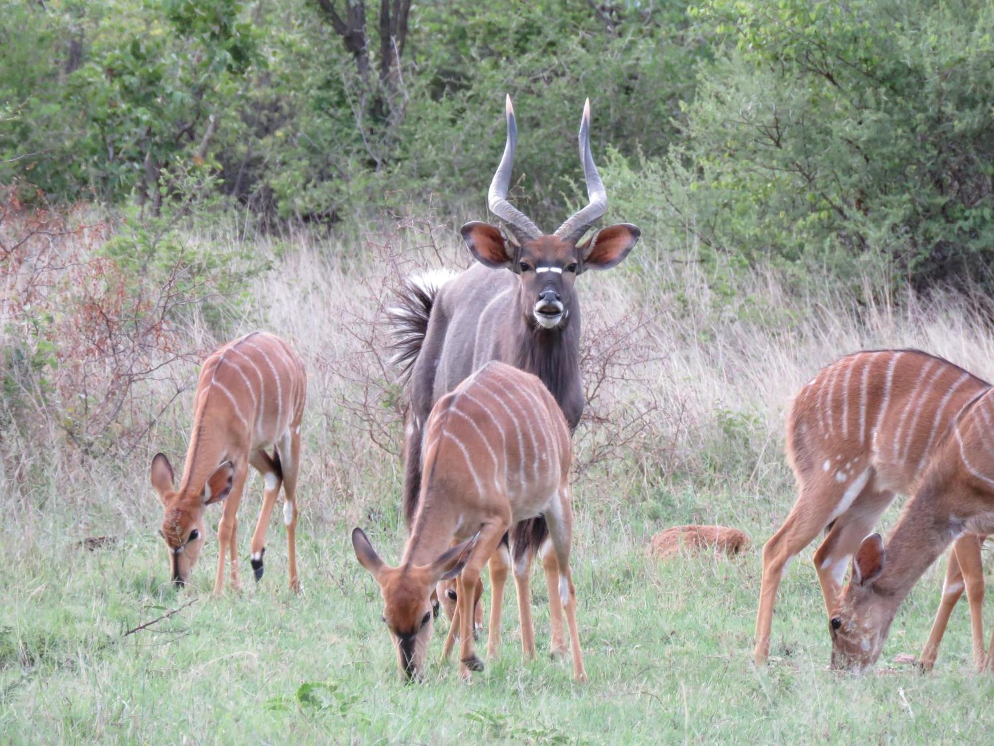Sable Creek Safari Lodge Tzaneen Eksteriør billede