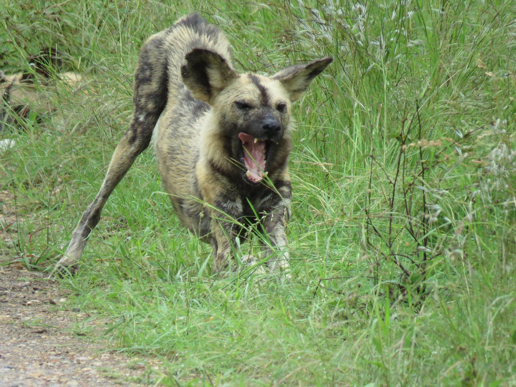 Sable Creek Safari Lodge Tzaneen Eksteriør billede