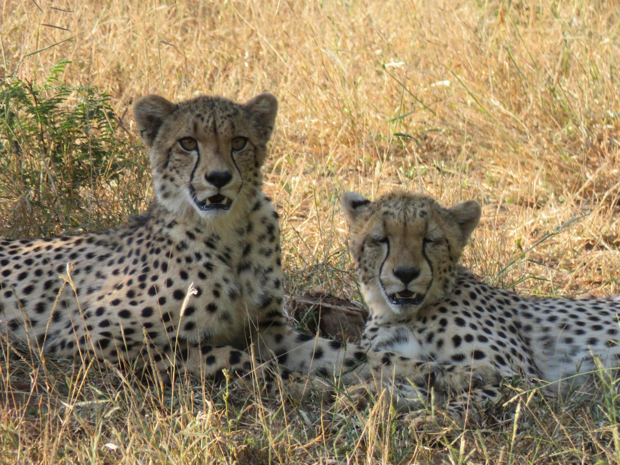 Sable Creek Safari Lodge Tzaneen Eksteriør billede